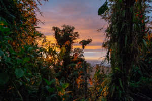 we can save this amazing forest!
