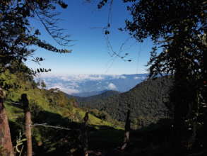 with your support this amazing forest will live!