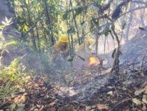 Forest at risk