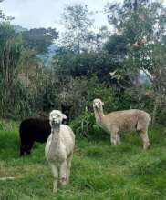 Alpaca Reintroduction: Atahualpa & San Jose Minas