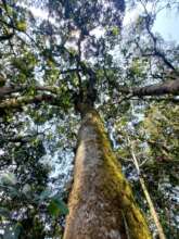 Cambugan Forest protects 4,300+ hectares.