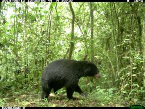 Andean bear Jatunyaku roams free in CambuganForest