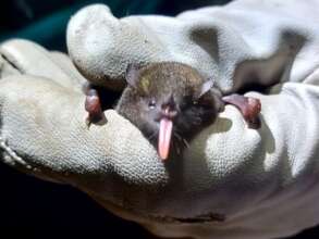Investigating bat populations in Cambugan forest