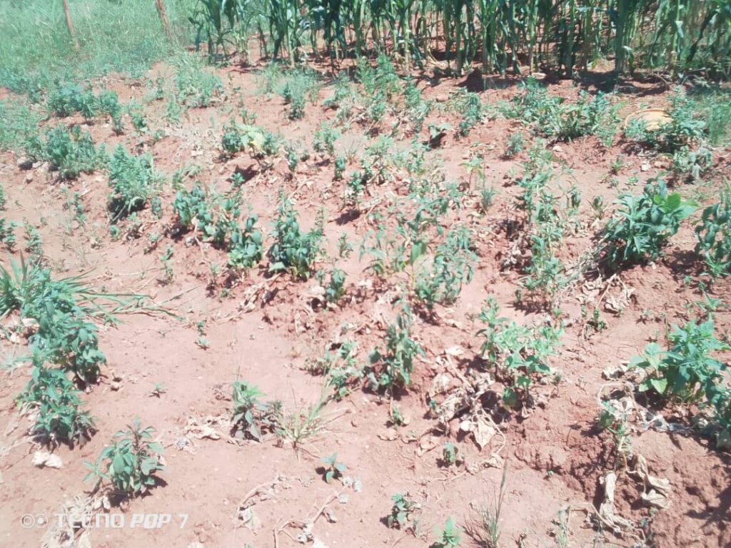 One cooperative grows okra alongside tomatoes