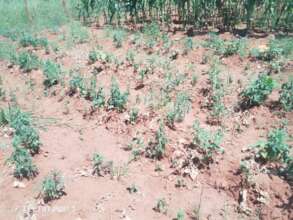 One cooperative grows okra alongside tomatoes