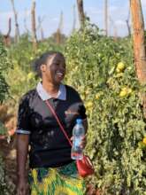 Farmer posing in front of tomato fields
