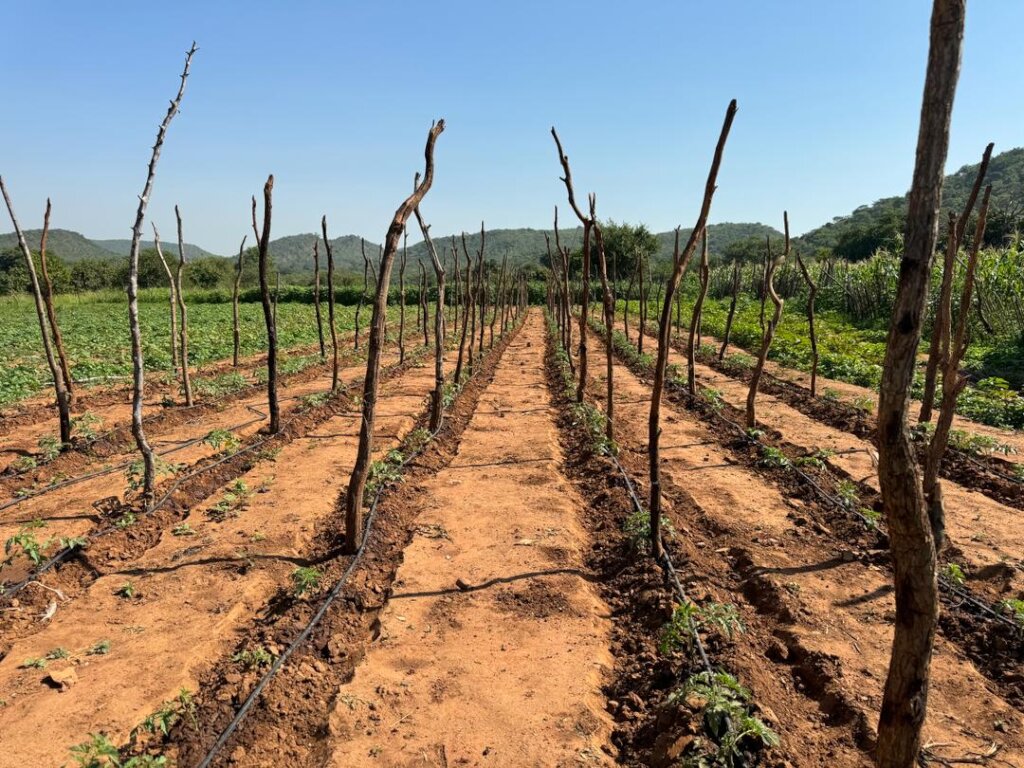 Drip irrigation running between rows of tomatoes
