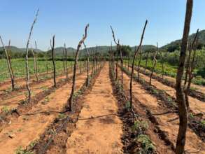 Drip irrigation running between rows of tomatoes