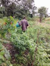 Herman's Pepper farm