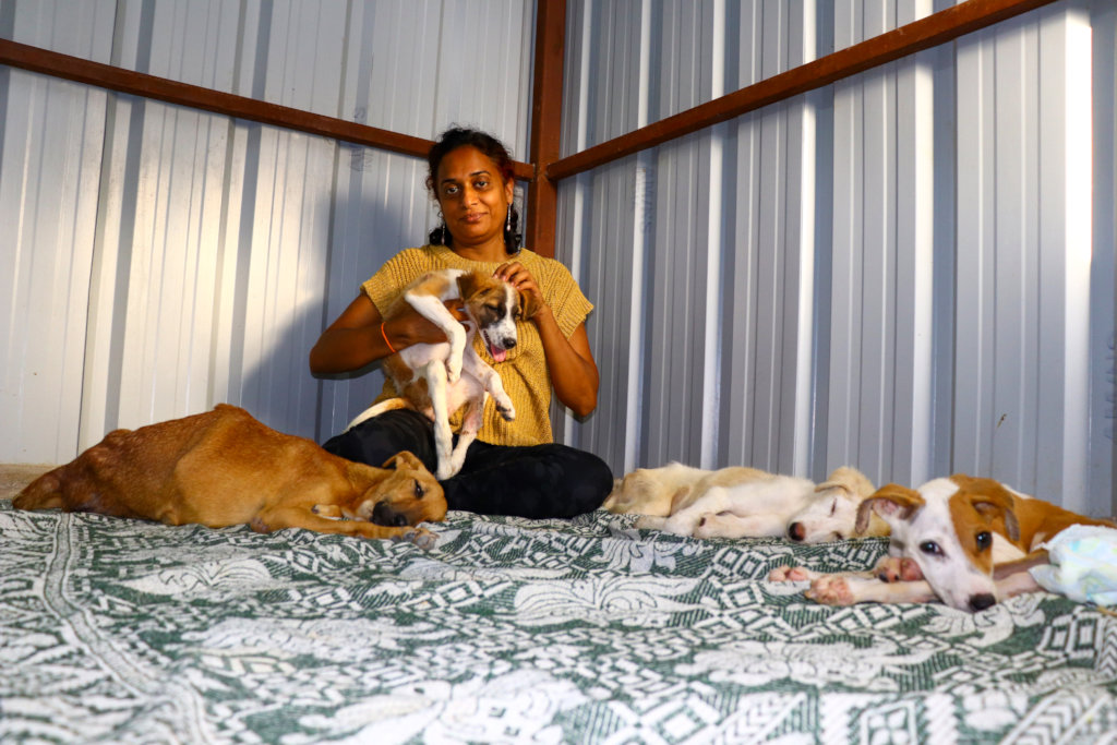 Ambulance project to save street animals In India