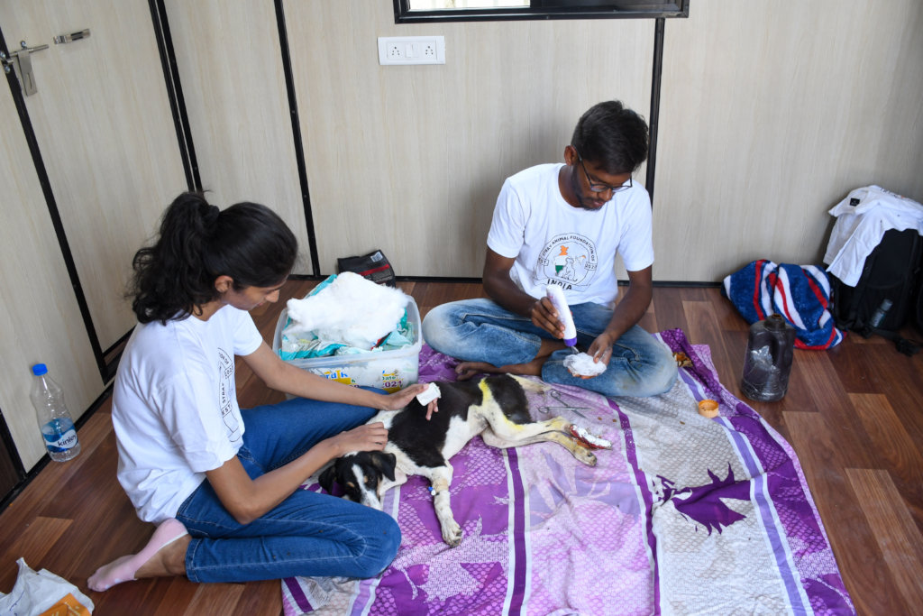 Ambulance project to save street animals In India