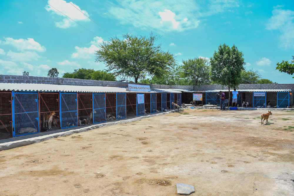 Ambulance project to save street animals In India