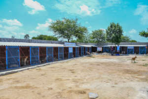 Kennels in another shelter