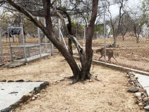 One of the cheetahs approaching the feeding area