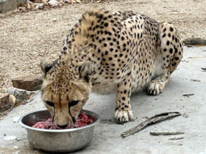 Tucking into a specially developed meal