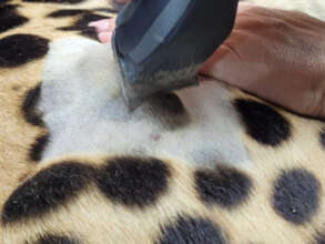 The growth area is shaved for surgery