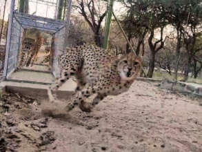 Video still: tunnel to the feeding enclosure