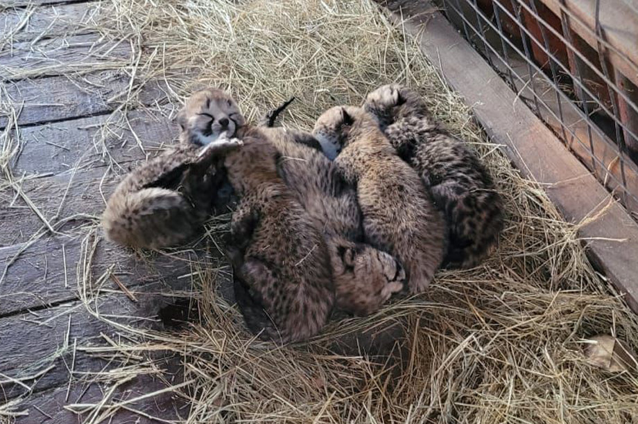 Help raise Philipina's offspring to release