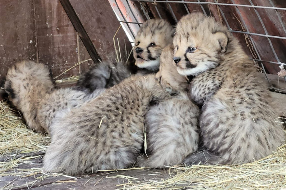 Help raise Philipina's offspring to release