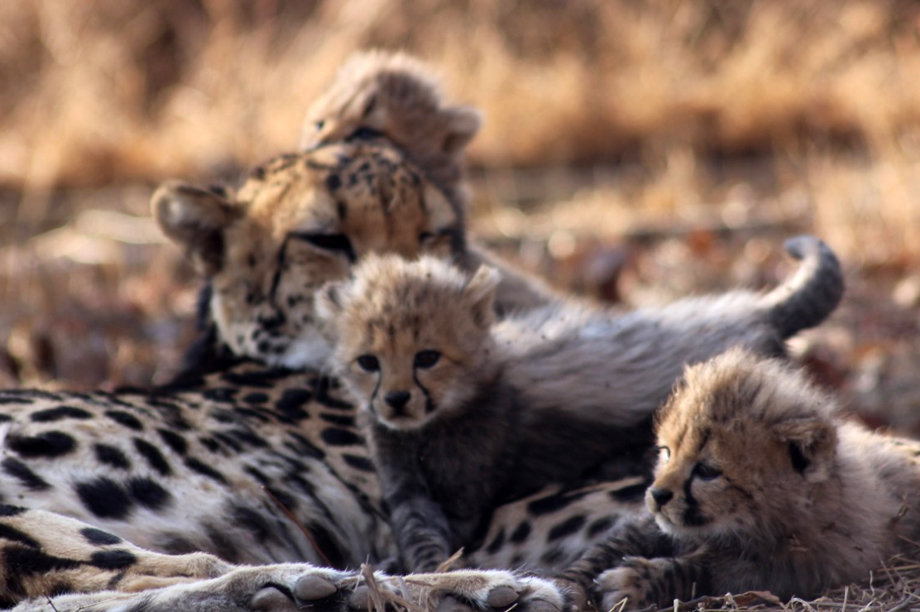 Help raise Philipina's offspring to release