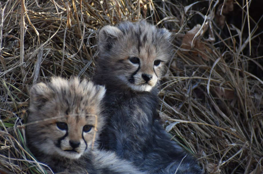 Help raise Philipina's offspring to release