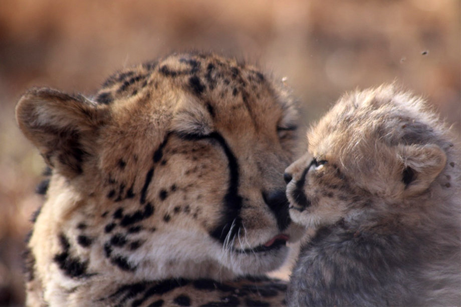 Help raise Philipina's offspring to release