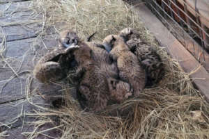 Cubs: 2 Days Old