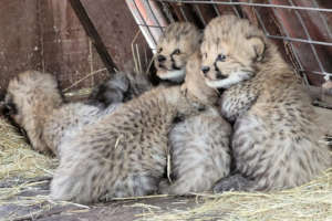 Cubs; 2 weeks old