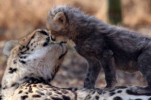 Philipina and cub