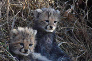 Two cubs