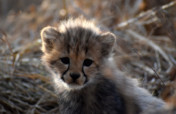 Help raise Philipina's offspring to release