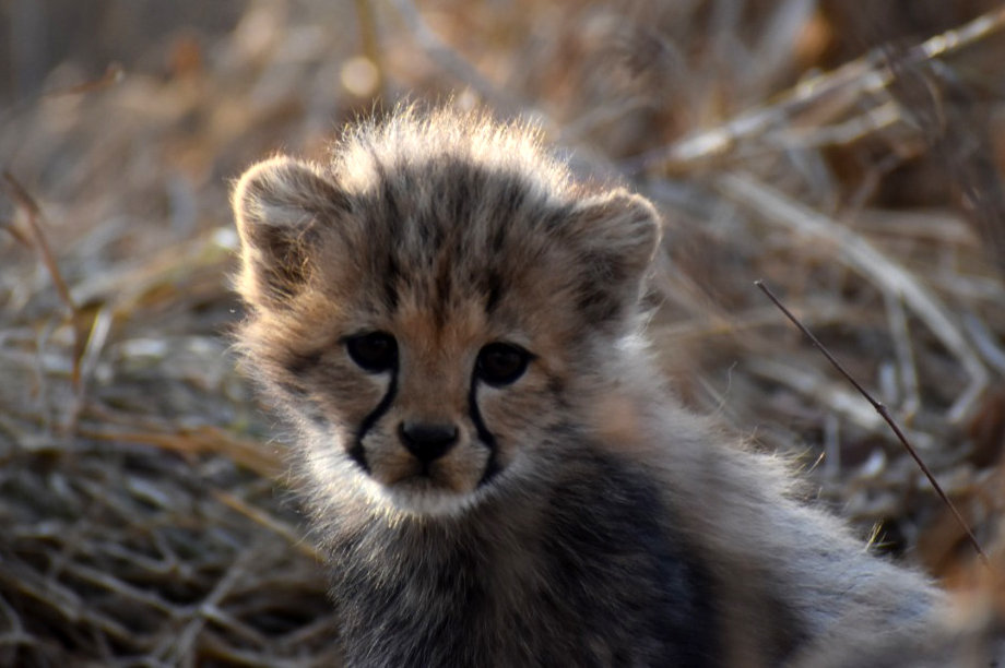 Help raise Philipina's cheetah cubs to release