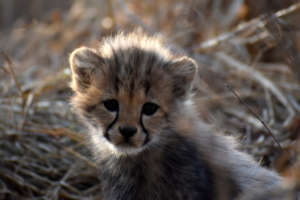 Help raise Philipina's offspring to release