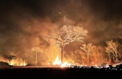 Protect Ambue Ari Wildlife Sanctuary from Fire