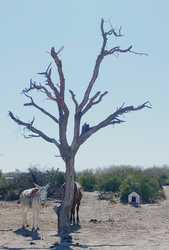 Improve a Rural School in Santiago del Estero