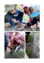 Why does ants always stay together?