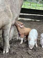 Piglets in the farm