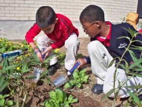 Kids harvesting