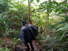 Rainforest Guardian