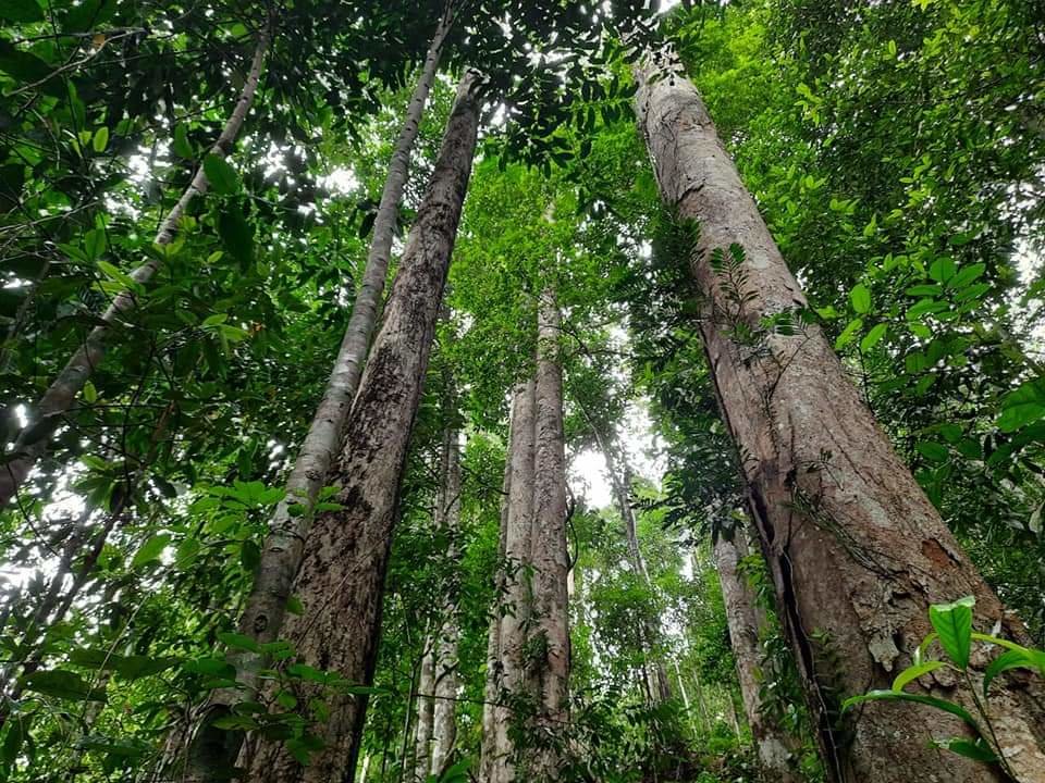 Support the Rainforest Guardians in Sri Lanka