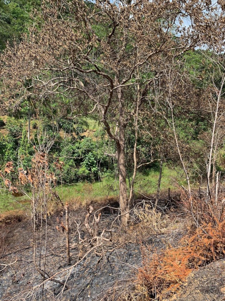 Support the Rainforest Guardians in Sri Lanka