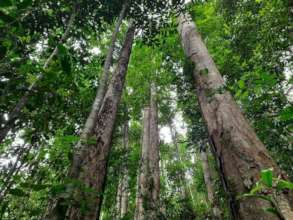 Forest protected by Rainforest Protectors Trust