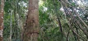 Forest protected by Rainforest Protectors Trust