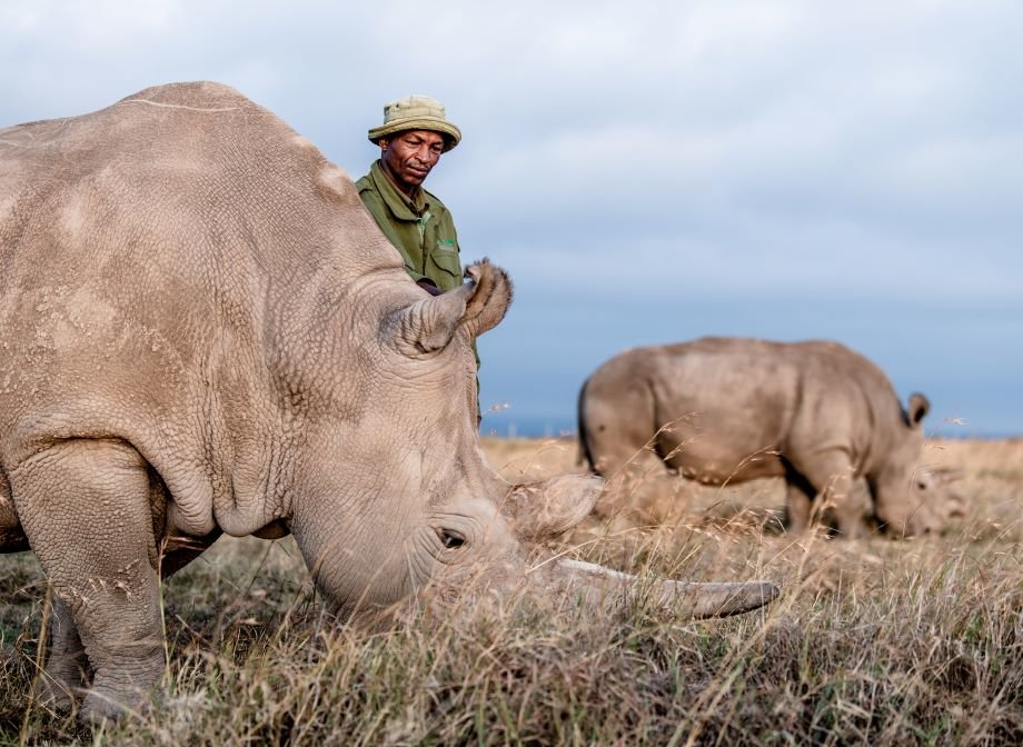 The Next Phase of our Northern White Rhino Program