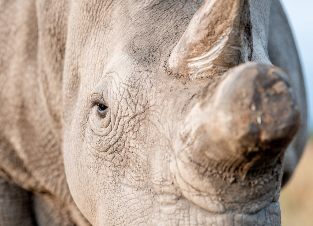 The Next Phase of our Northern White Rhino Program