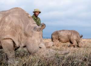 Northern White Rhino, by William Fortescue