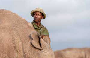 Northern White Rhino, by William Fortescue