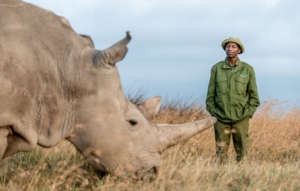 The Next Phase of our Northern White Rhino Program