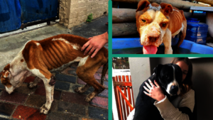 Ragnar and Max -The Rescued Puppies