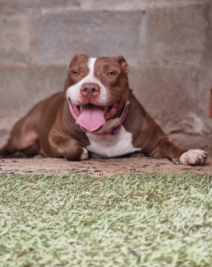 Lucifer Before Becoming Sick